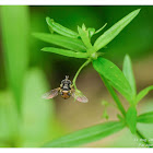 Paragus crenulatus 鋸盾小食蚜蠅