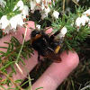 Buff-tailed bumblebee