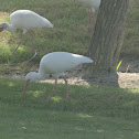 White Ibis