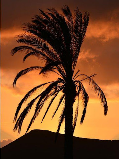 免費下載書籍APP|Palm Tree Wallpapers app開箱文|APP開箱王