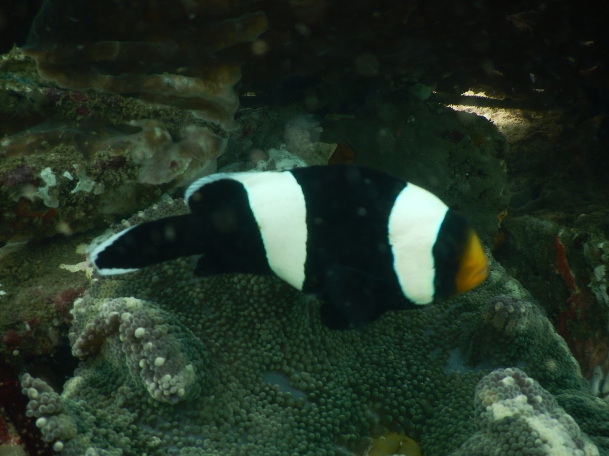 Saddleback Clownfish