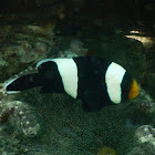 Saddleback Clownfish