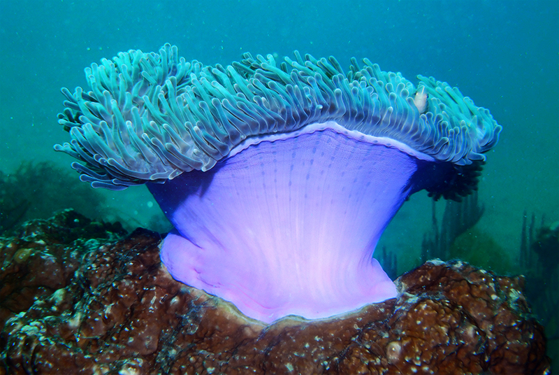 Magnificent sea anemone