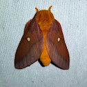 Pink-striped Oakworm Moth