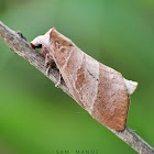 Lappet Moth