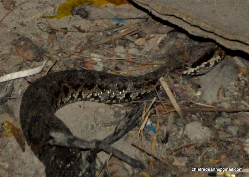 Western Himalayan Pit Viper