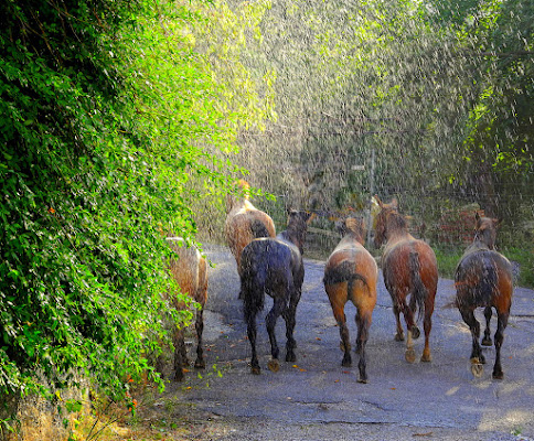 6 cavalli in fuga sotto la pioggia di utente cancellato