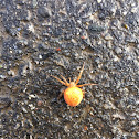 European Garden Spider ( or White Cross Spider