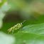 Sawfly