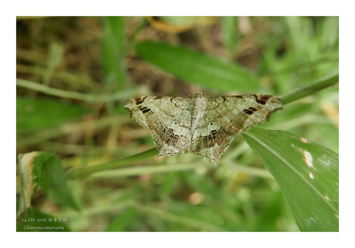 Chiasmia emersaria 埃奇尺蛾