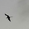 Frigatebird