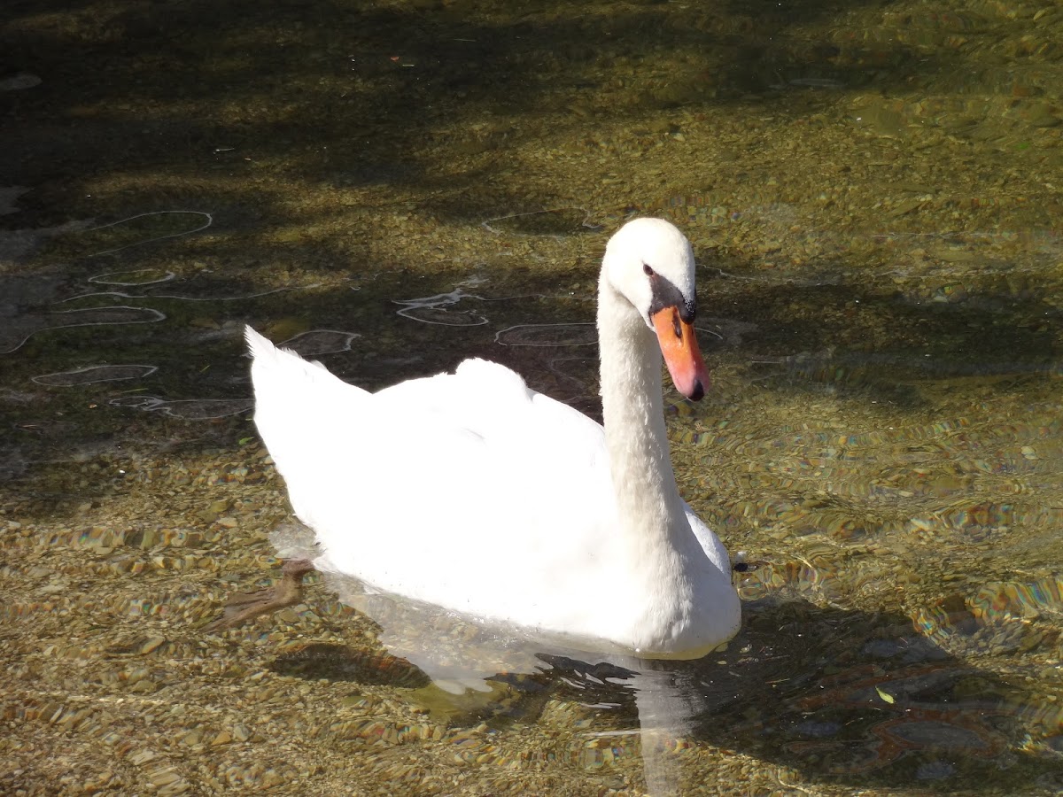 Mute Swan