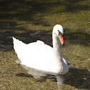 Mute Swan