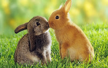 Cute Bunny  Wallpapers Cute Bunny New Tab HD small promo image