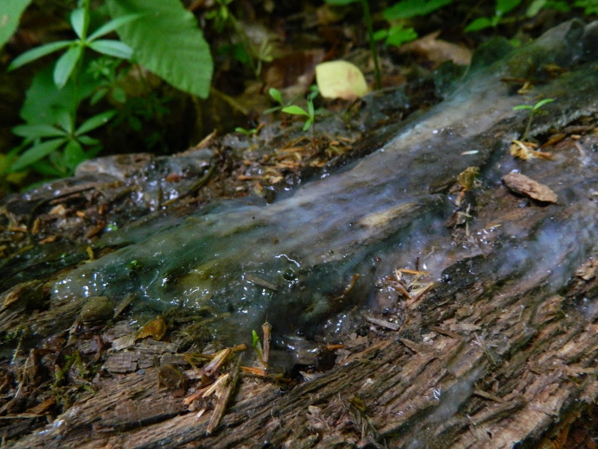 Slime mold