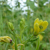 Asian spiderflower