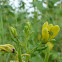 Asian spiderflower