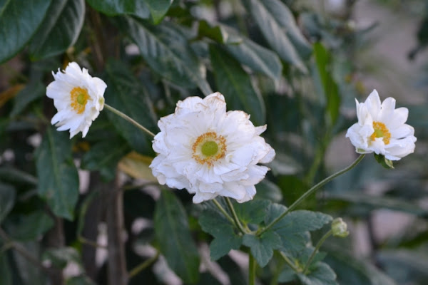 Bianco giallo di dome75