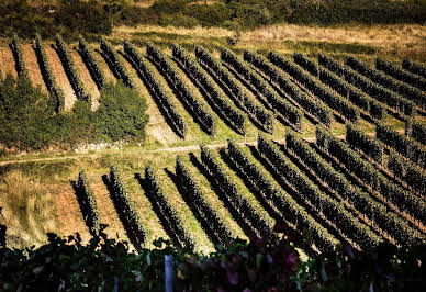 Vignoble avec piscine 1