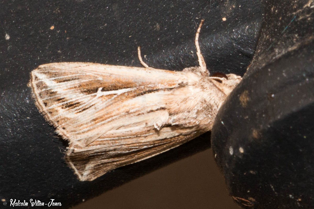 L-album Wainscot