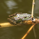 Marsh frog