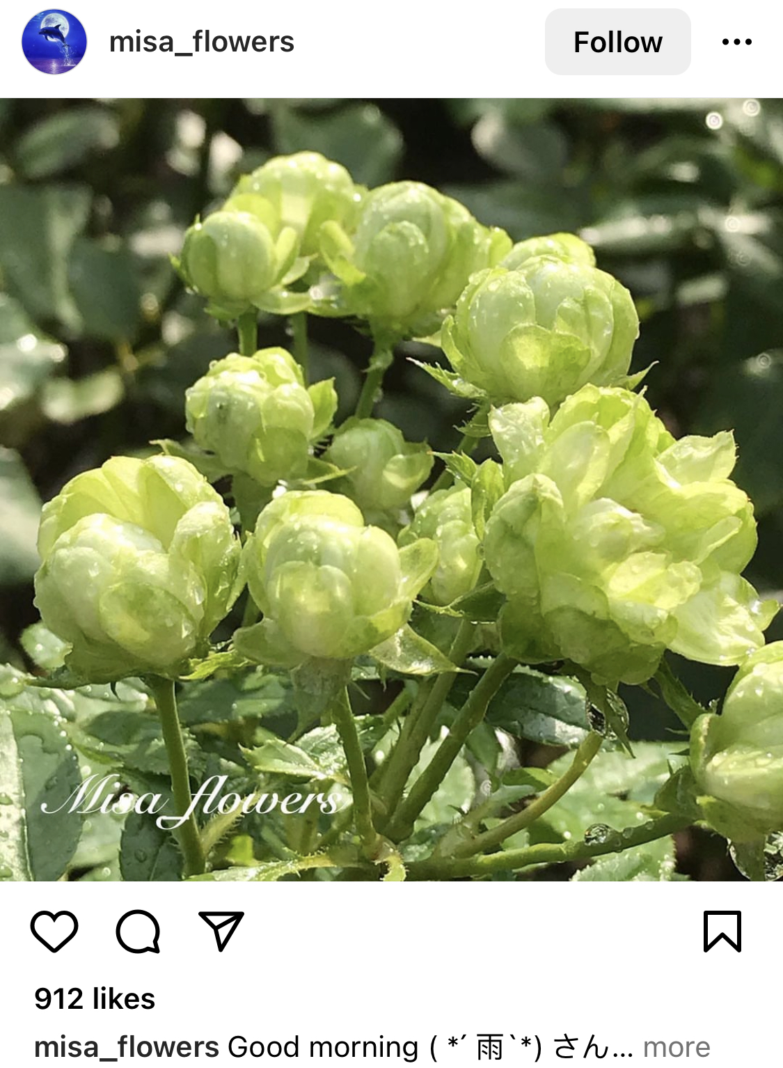 lime green roses on bush photo