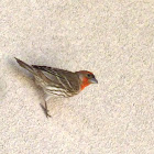 House Finch