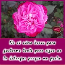 Poemas Rimas Y Versos De Amor Con Hermosas Rosas Apps On Google