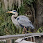 Great Blue Heron