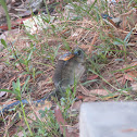 Checkered Keelback with Tilapia prey