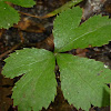 Black Snakeroot