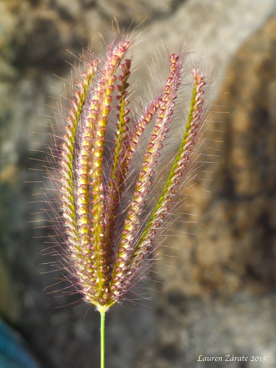 A Species of Grass