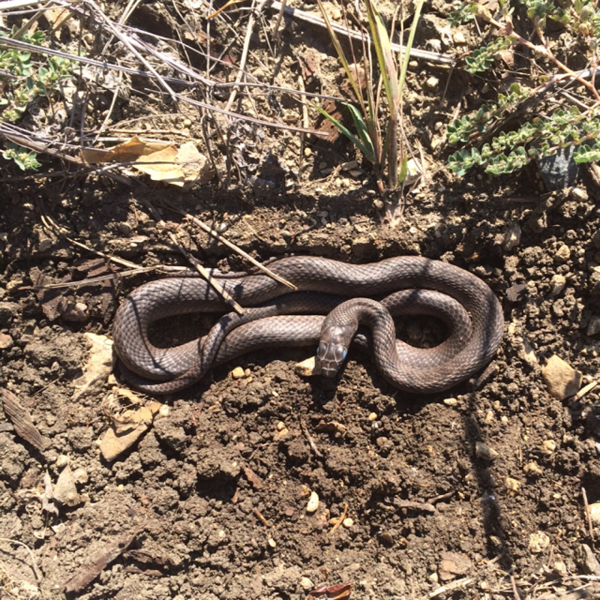 Eastern coachwhip