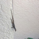 Brown Anole