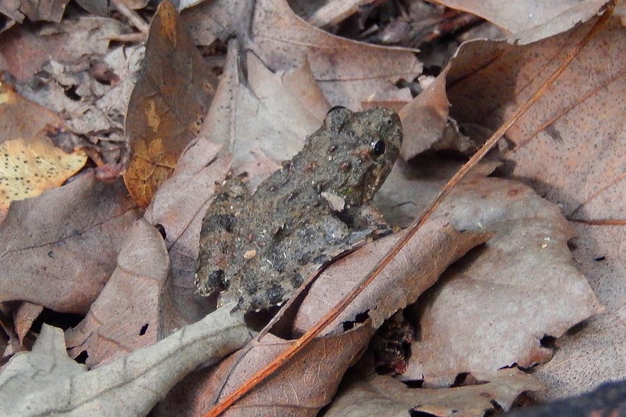 Northern Cricket Frog