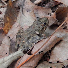 Northern Cricket Frog