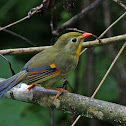 Red-billed Leiothrix