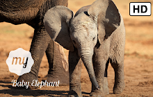 My Baby Elephant HD Wallpapers New Tab small promo image