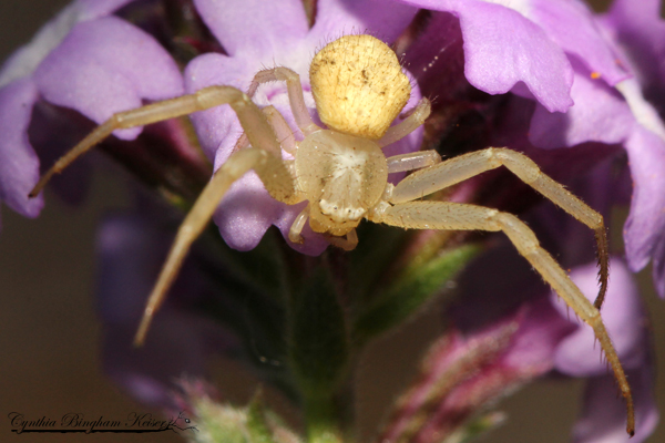 Crab Spider