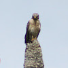 Red-shouldered Hawk