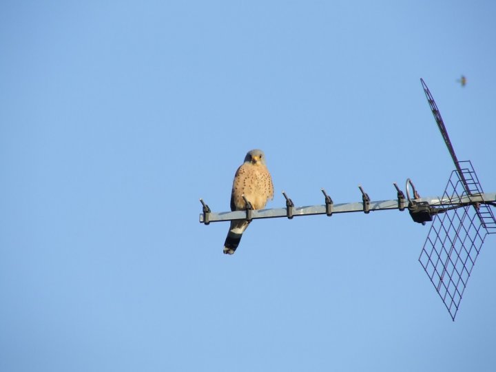 Il riposo del falco grillaio di manuweb