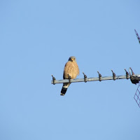 Il riposo del falco grillaio di 