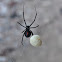 Southern Black Widow