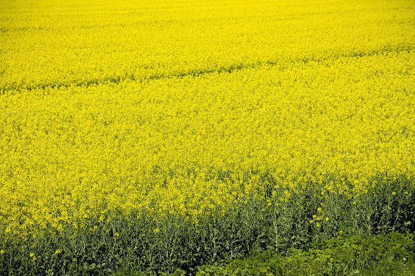 Voglia di primavera di Gibbo72