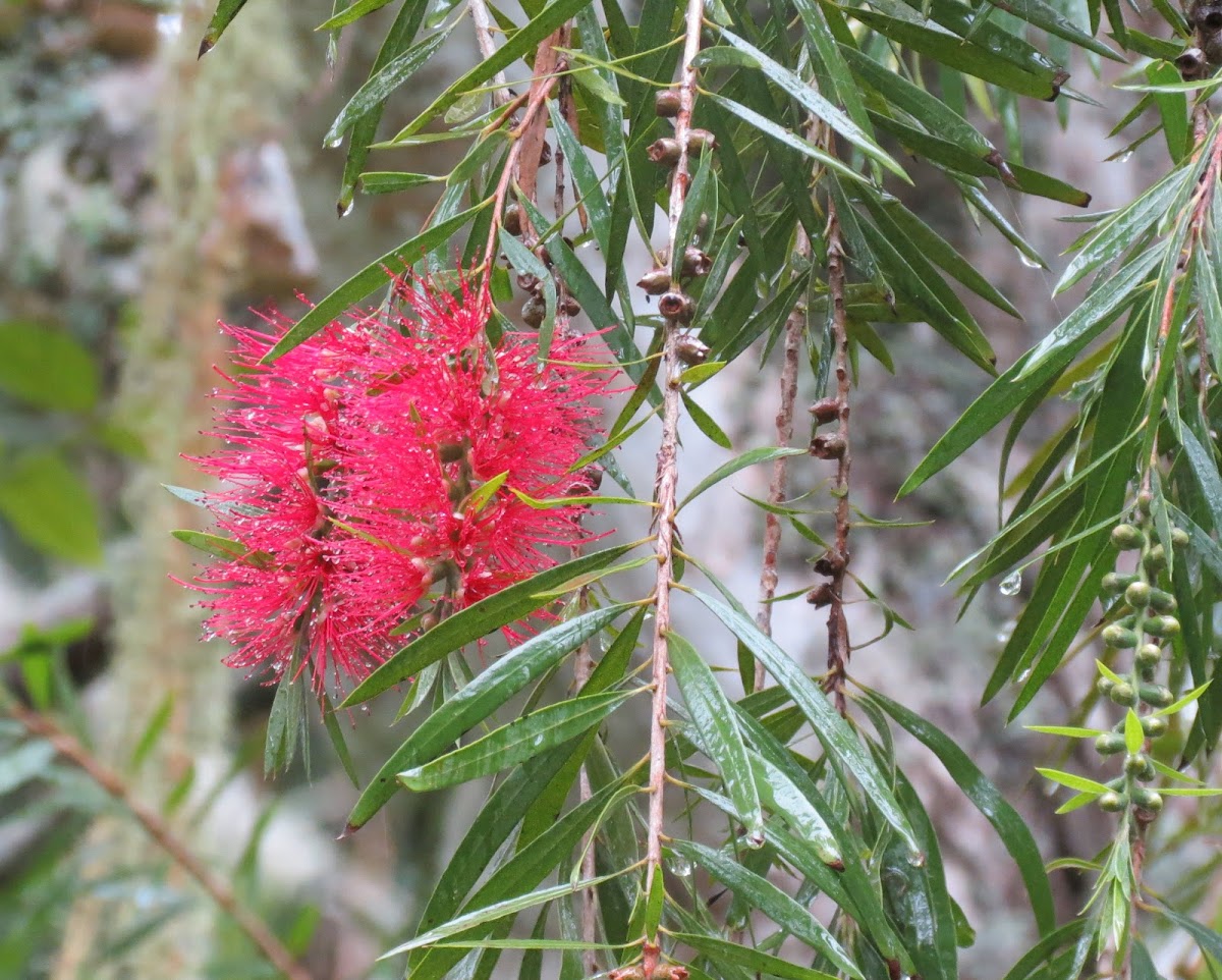 Crimson Bottlebrush