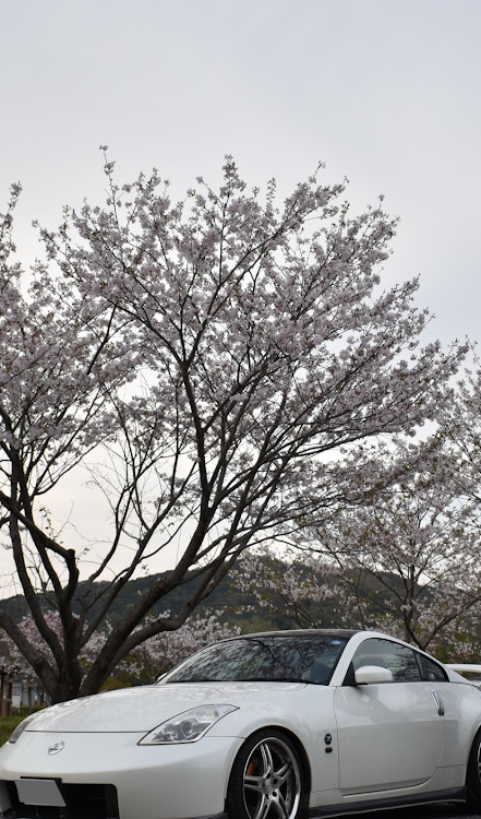 フェアレディZのドライブ・桜とコラボ・サクラと愛車・桜に関するカスタム事例の投稿画像1枚目