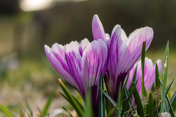 Flowers di _cristianopiccolo_