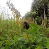 Sonoran carpenter bee