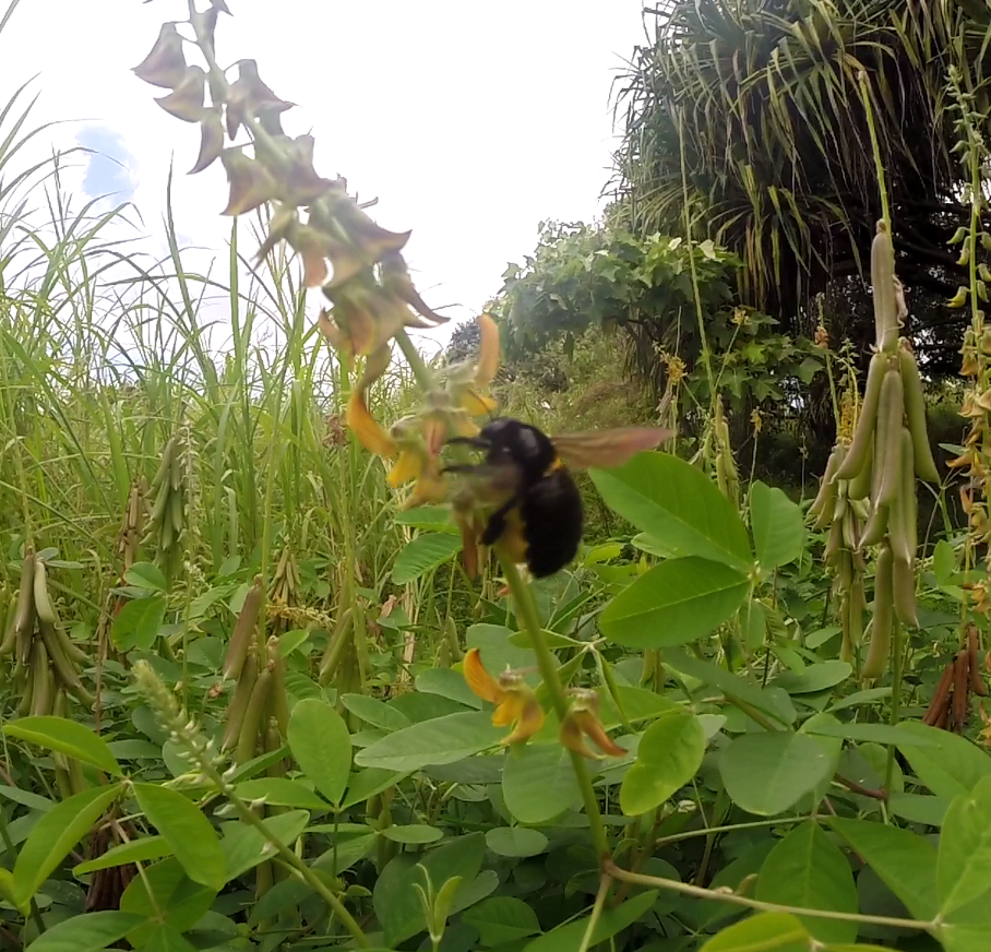 Sonoran carpenter bee