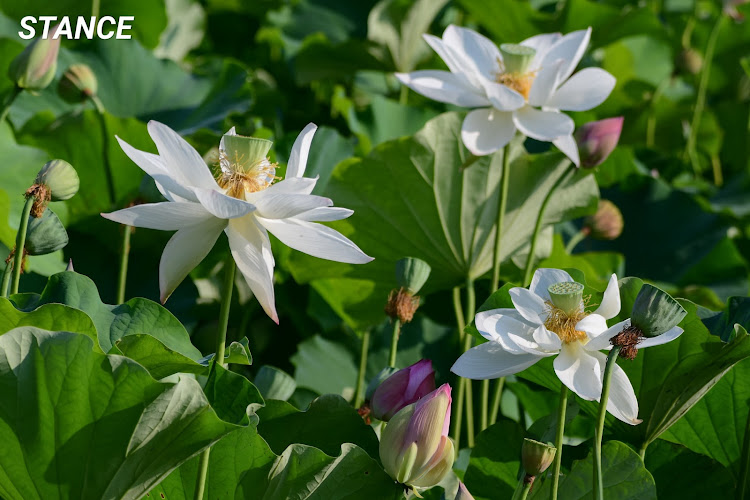 フィットのNikon D500・NIKKOR200-500f5.6・大は小を兼ねる・蓮の花に関するカスタム事例の投稿画像8枚目